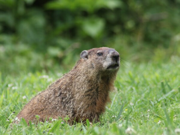 Groundhog Recipes