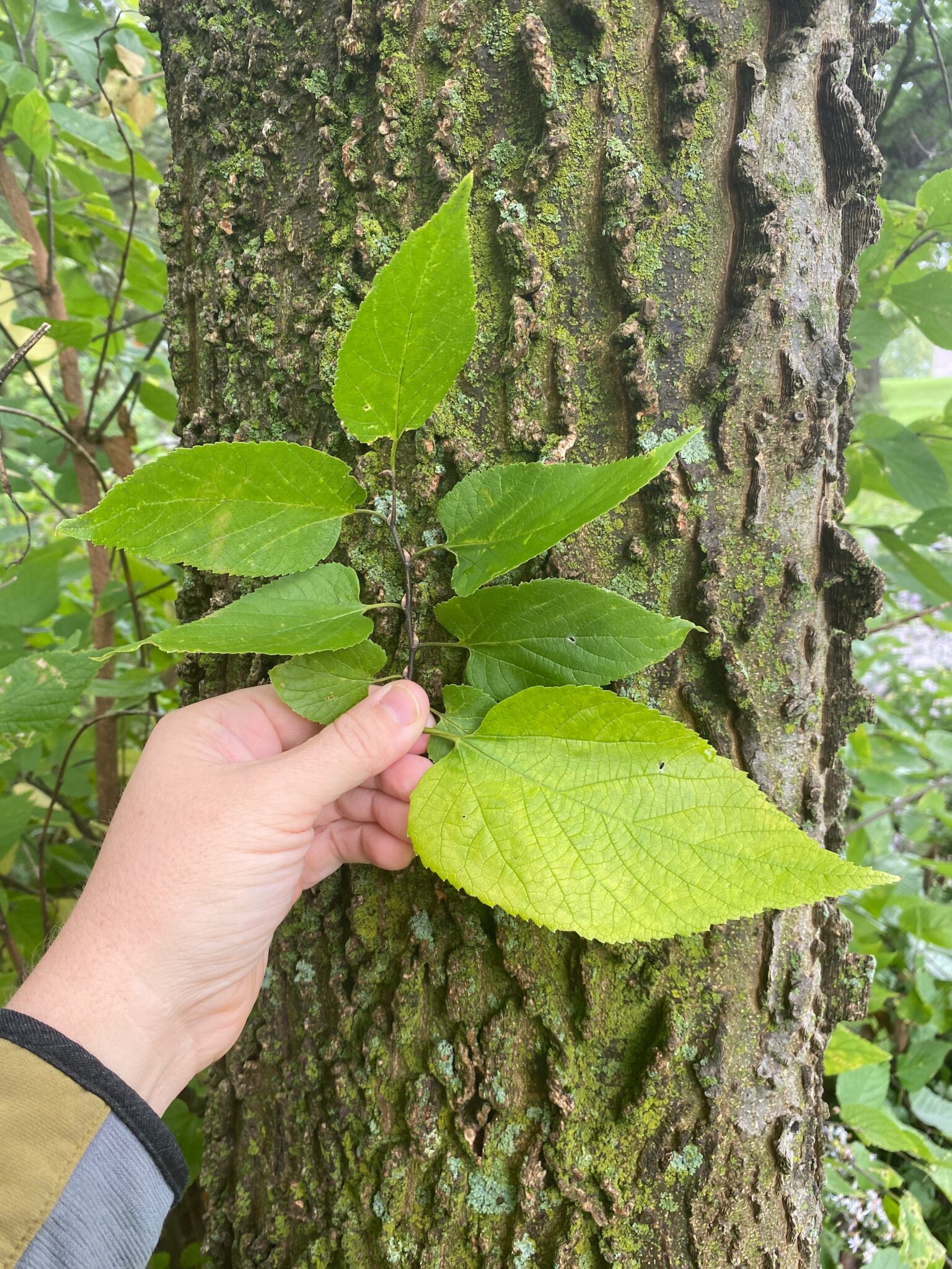Hackberry Leaf Variation