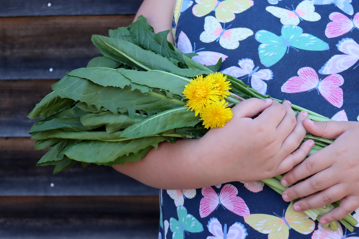 Harvesting Dandelion Greens