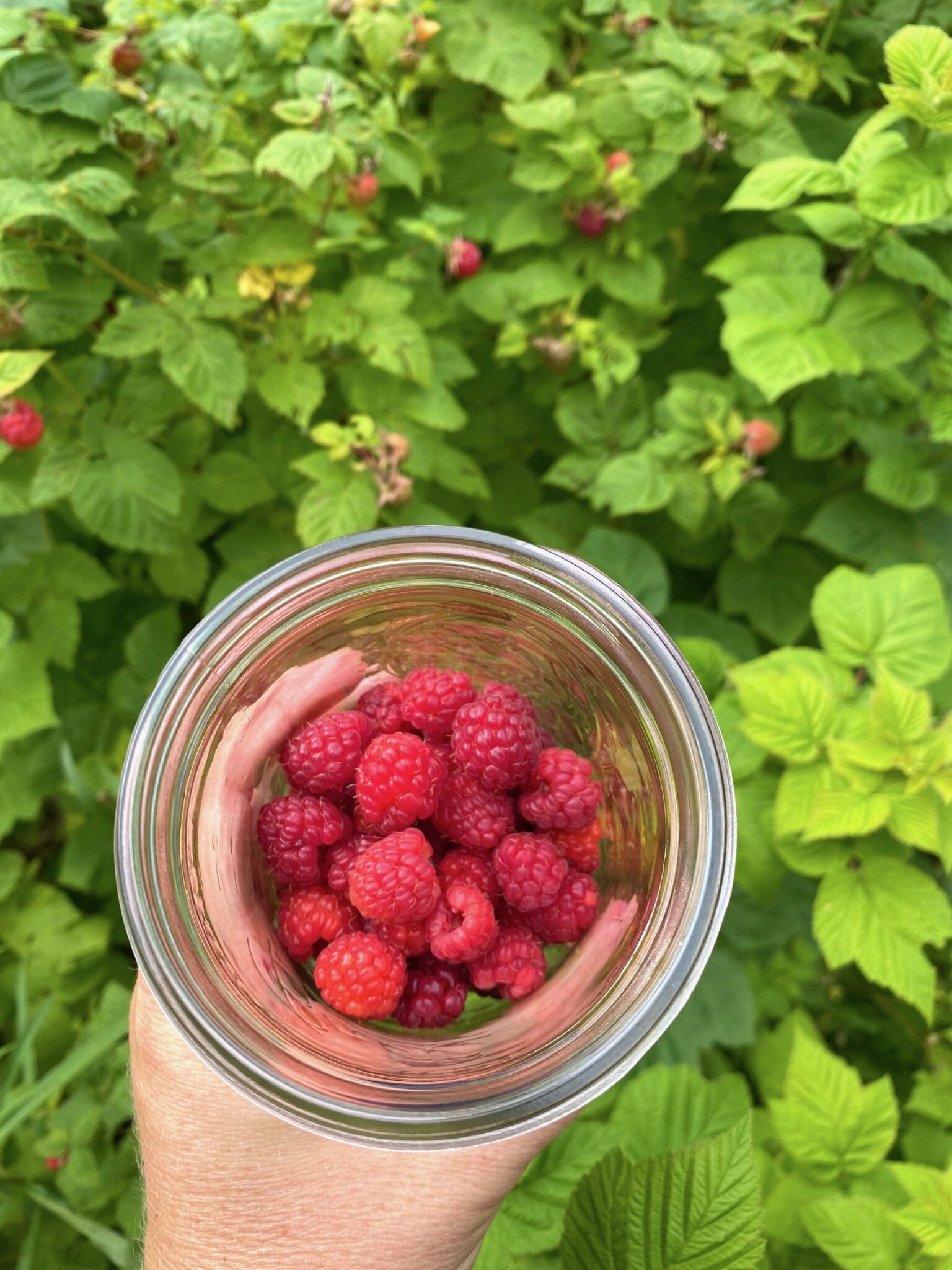 Harvesting Raspberries