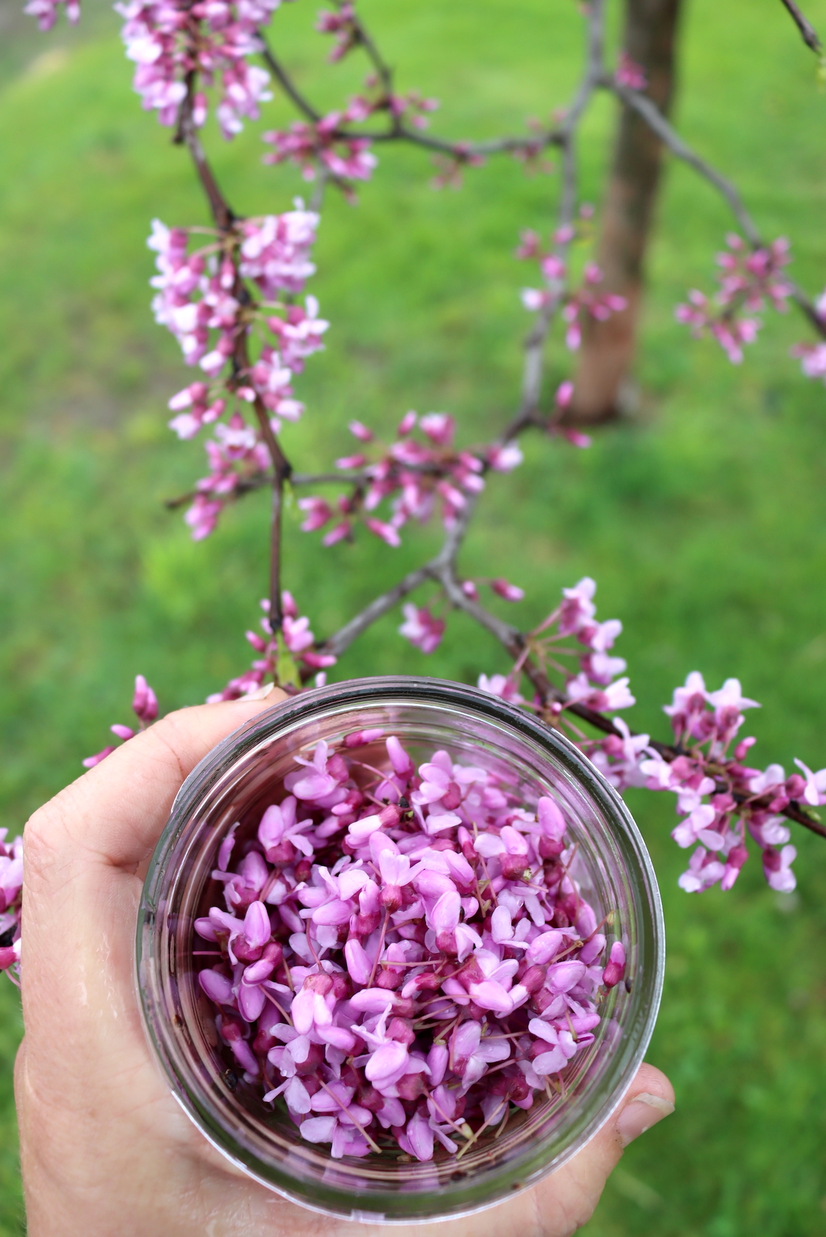 Harvesting Redbud Blossoms