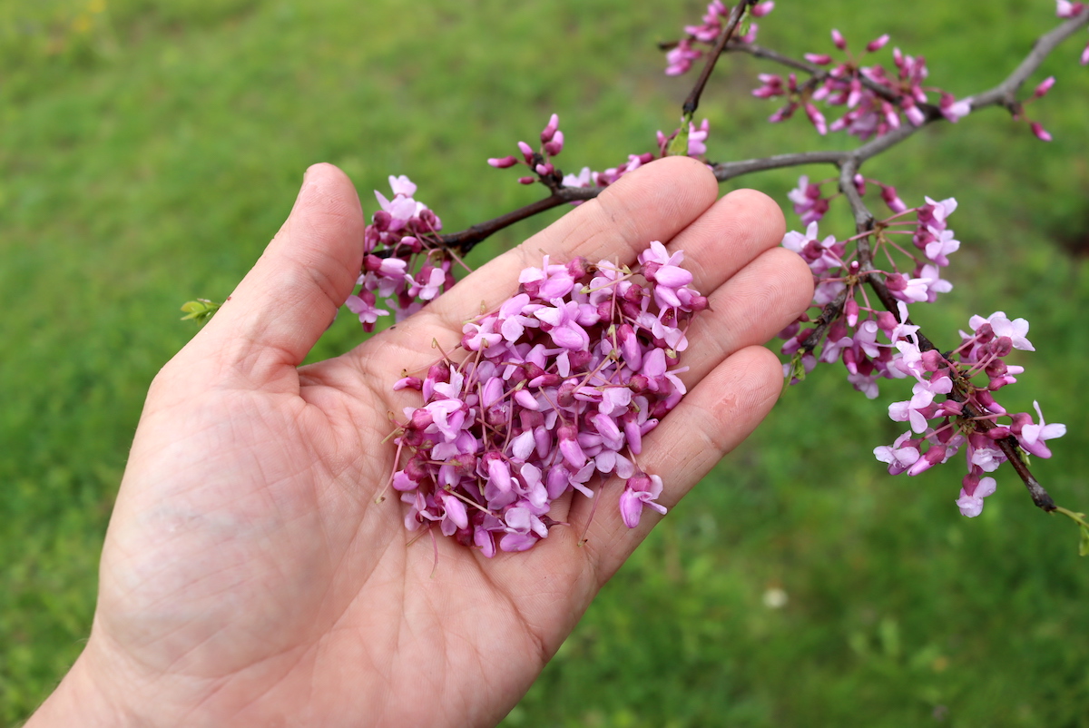 Harvesting redbud Flowers