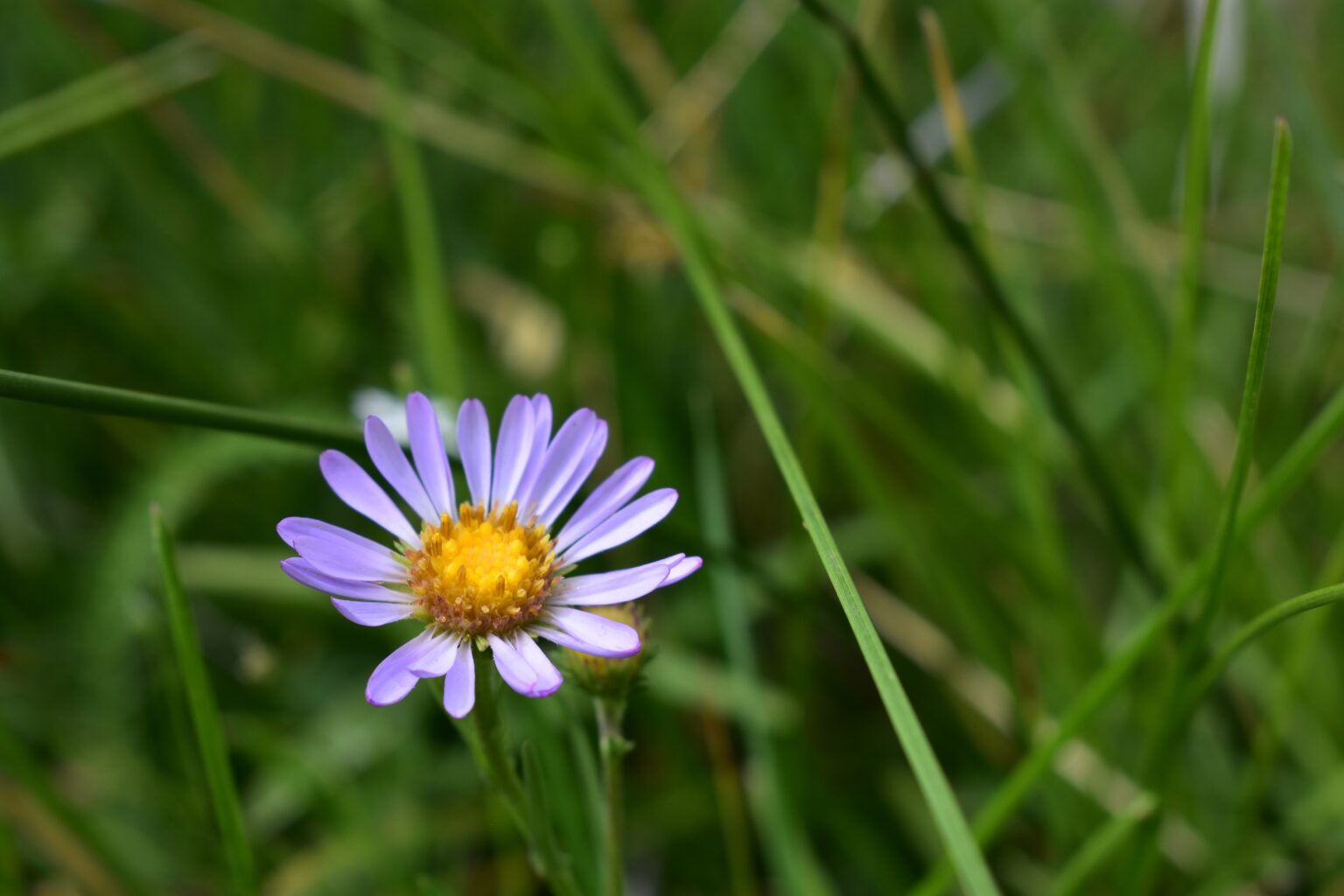 Hoary Aster (Dieteria canescens)