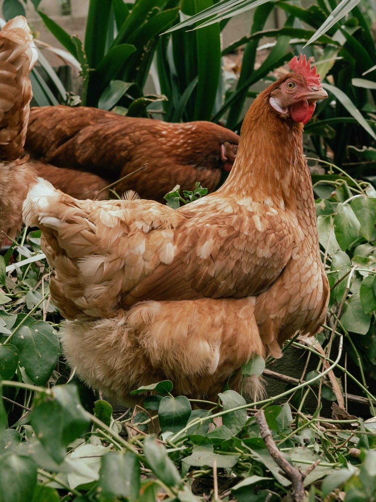 Isa Brown Chicken