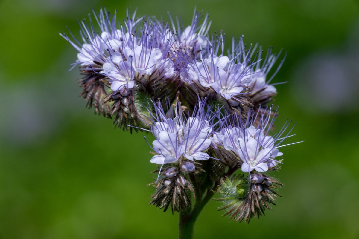 Lacy Phacelia (Phacelia tanacetifolia)