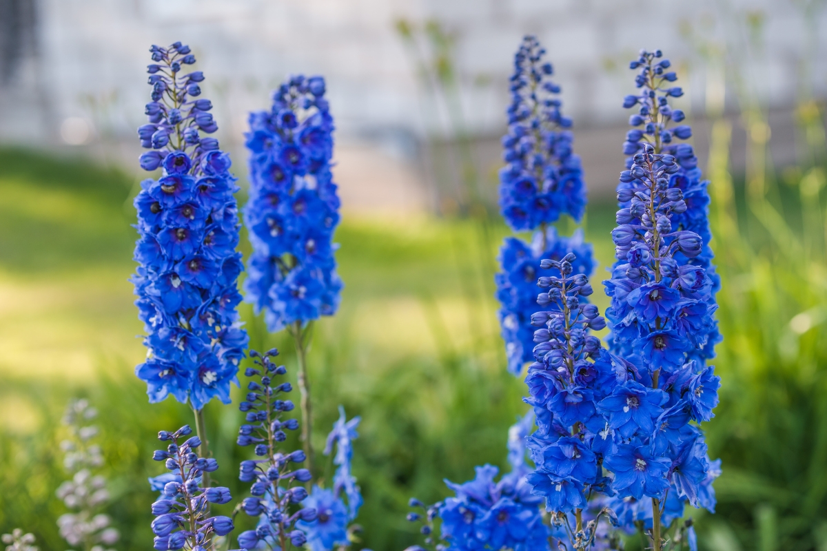 Larkspurs (Delphinium sp.)