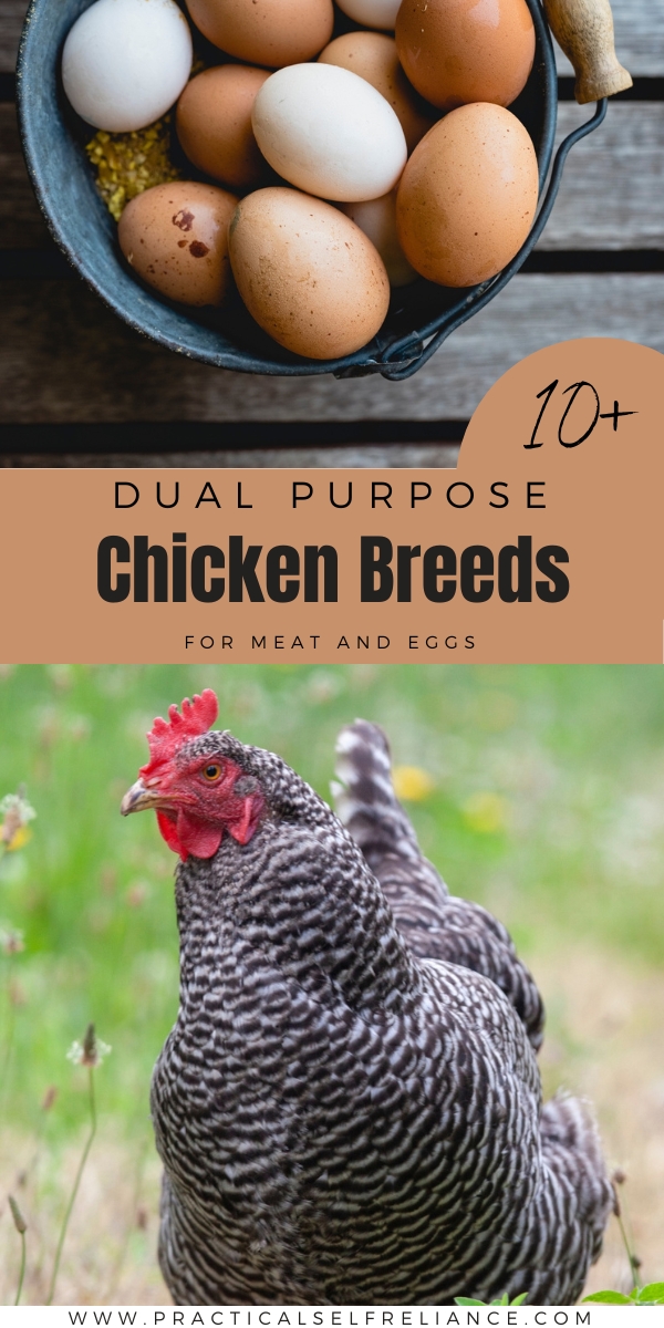 List of Dual Purpose Chicken Breeds