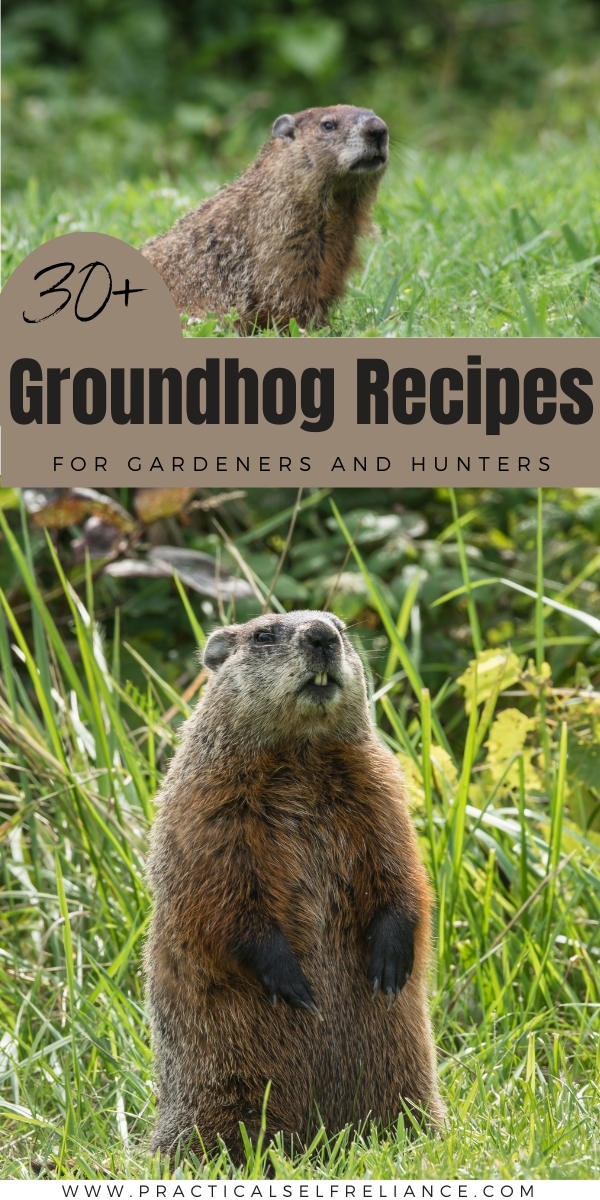 List of Groundhog Recipes