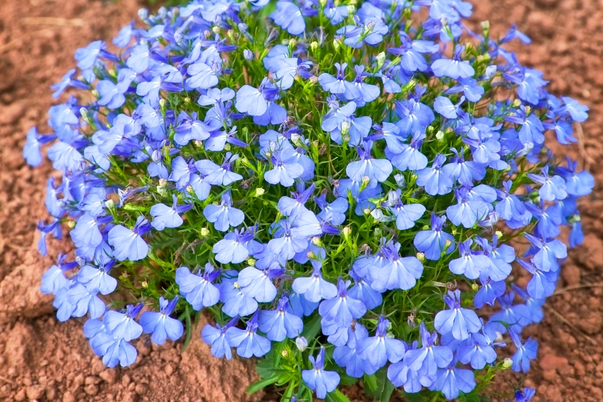 Lobelia sp.