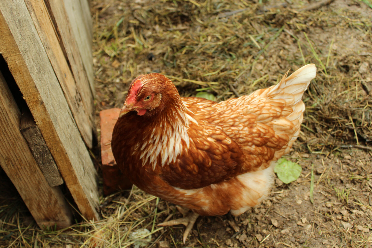 Lohmann Brown Chicken