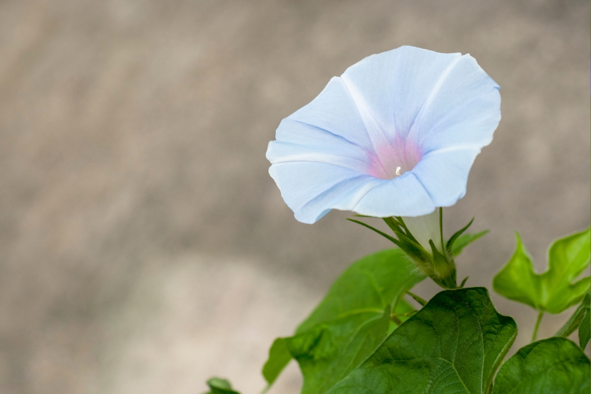 Morning Glory (Ipomoea hederacea)