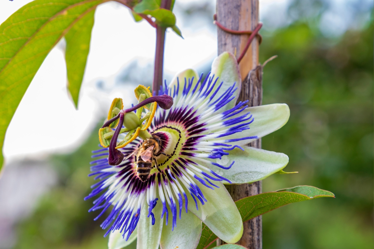 Passion Flower (Passiflora incarnata)