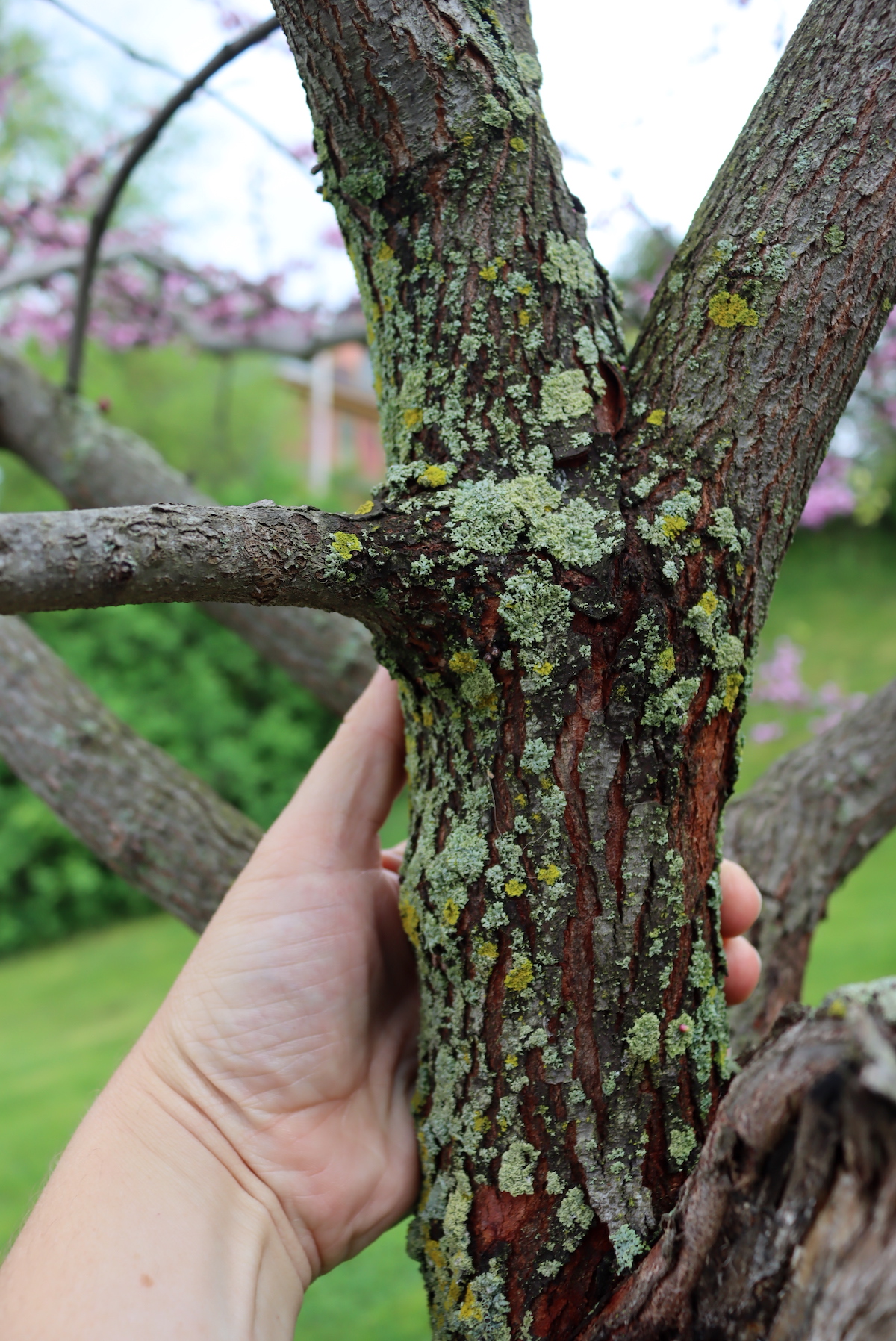 Redbud Bark