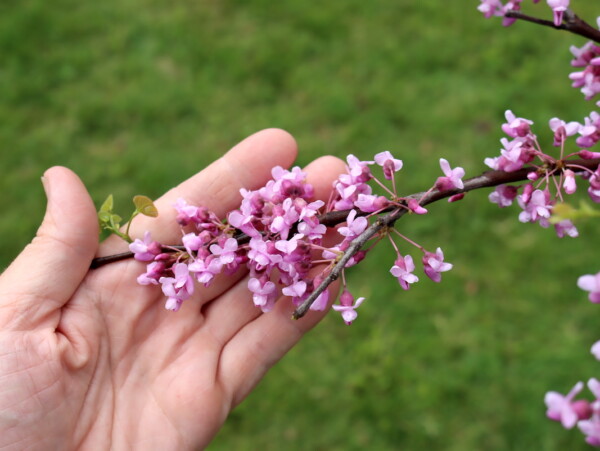 Eastern Redbud Flowers