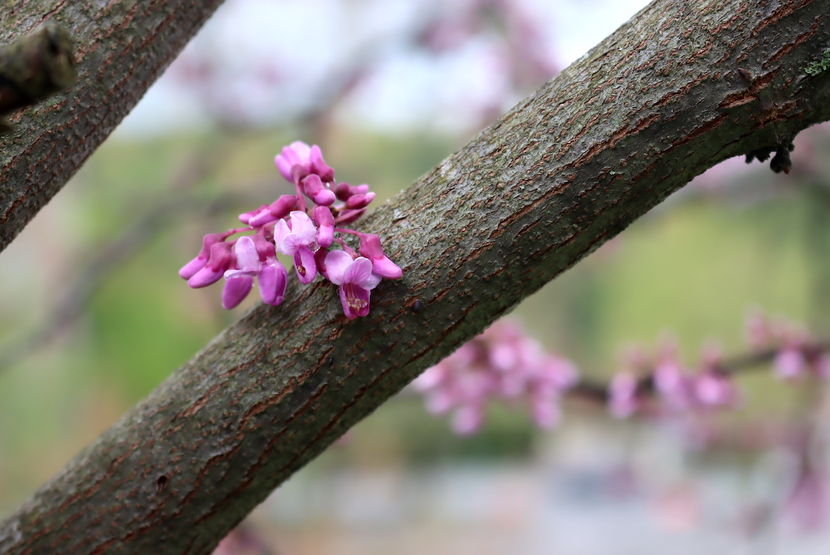 Redbud Flowers and Bark