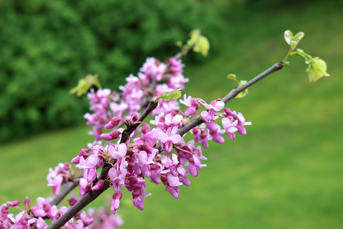 Redbud Flowers and Leaves