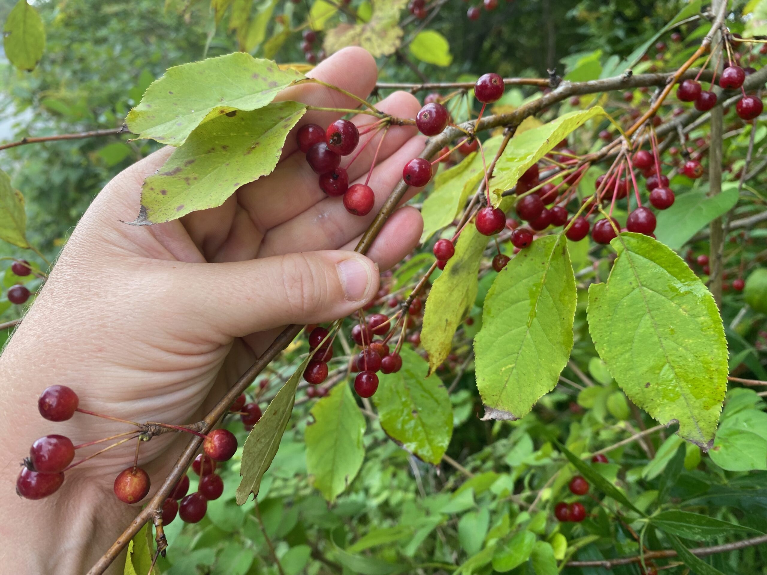 Small Crabapples