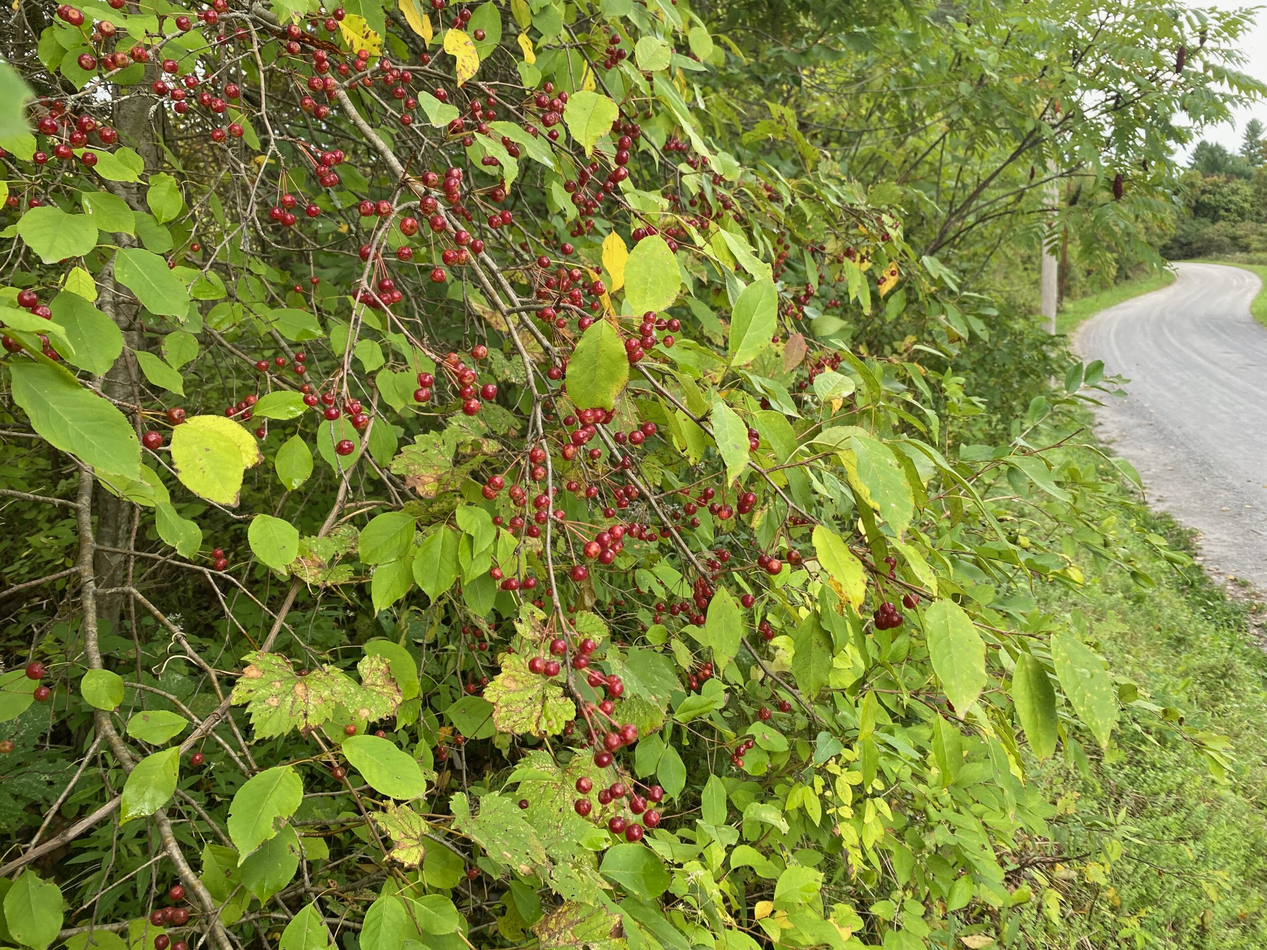 Small Crabapples