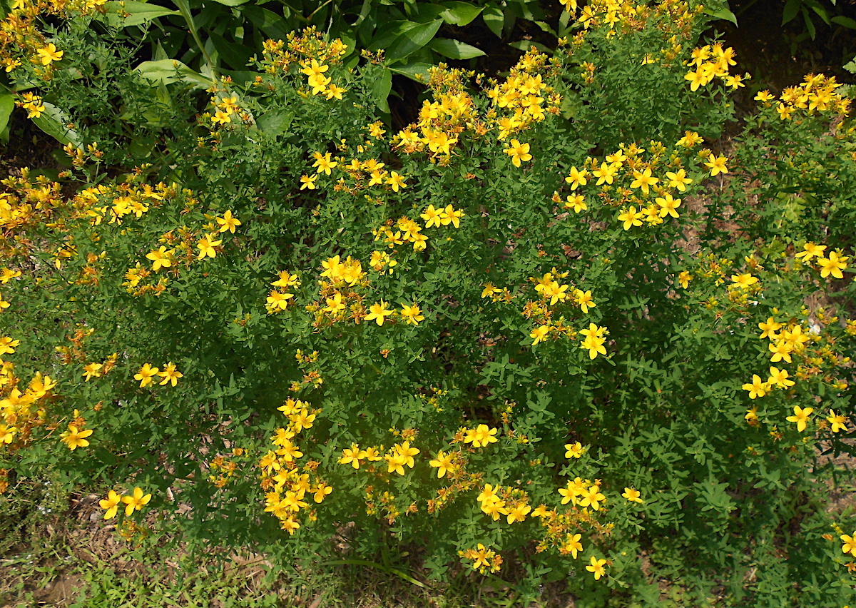 St. John’s wort (Hypericum perforatum)