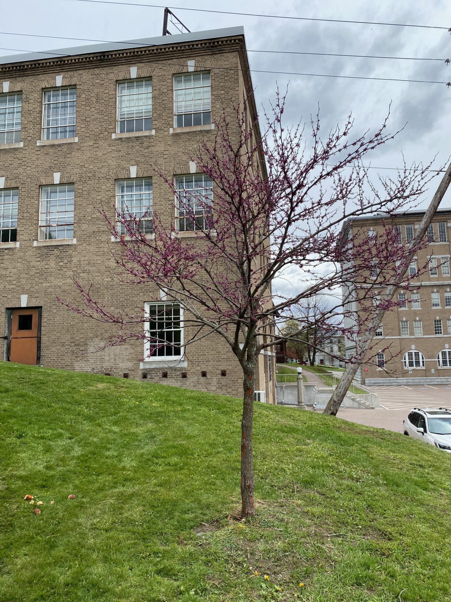 Suburban Eastern Redwood Tree