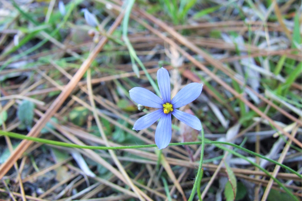 Venus’ Looking-glass (Triodanis perfoliata)