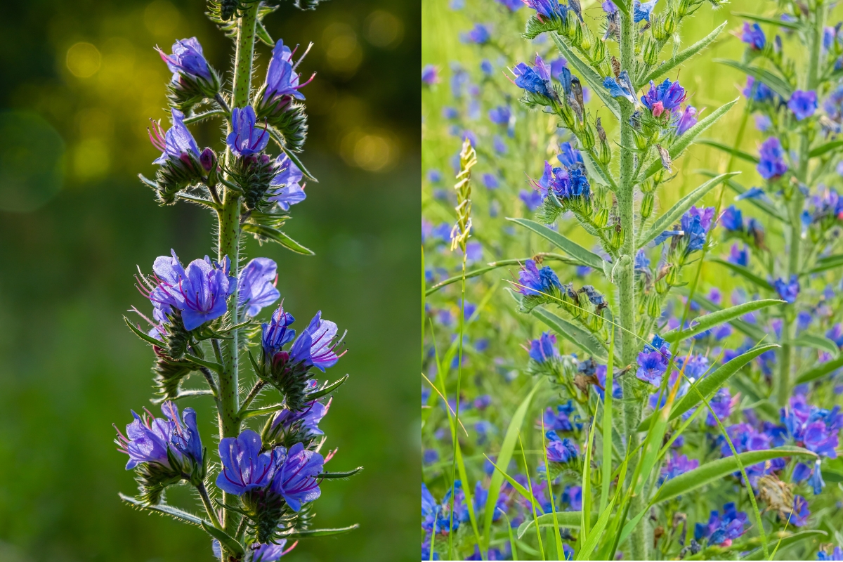 Viper’s Bugloss (Echium vulgare)