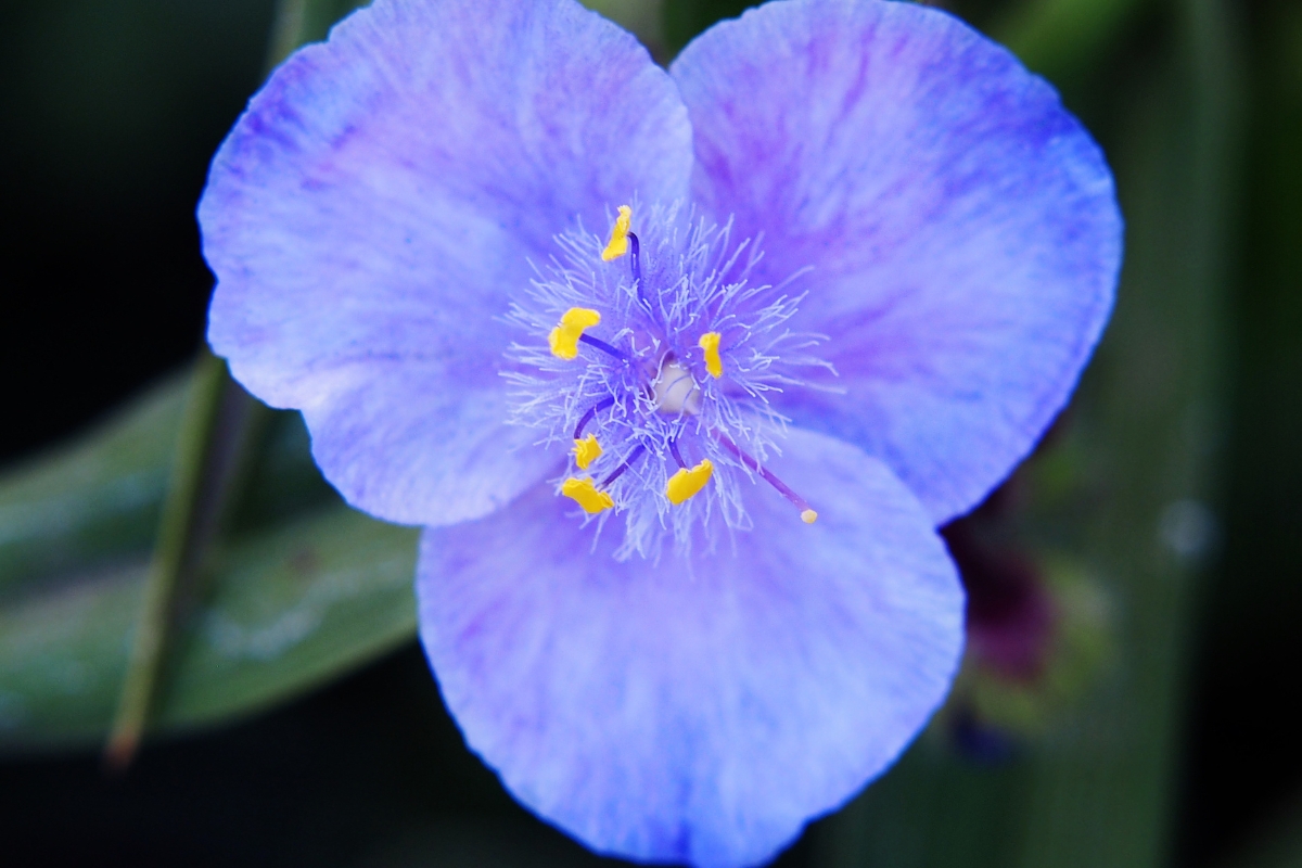 Virginia Spiderwort (Tradescantia virginiana)