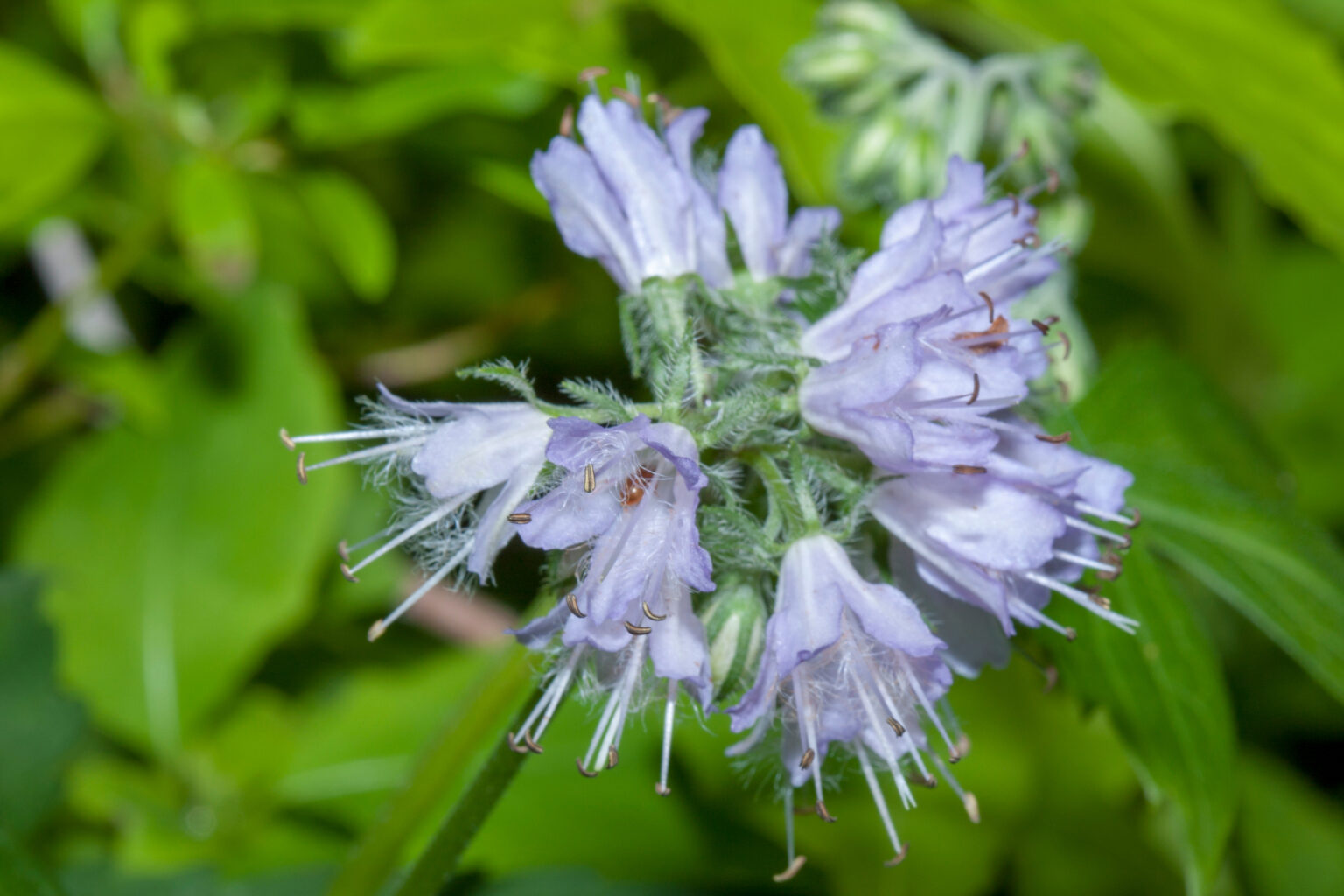 Virginia Waterleaf (Hydrophyllum sp.)