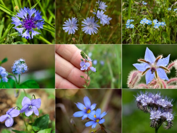 Weeds with Blue Flowers