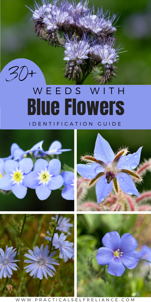 Weeds with Blue Flowers Identification Guide