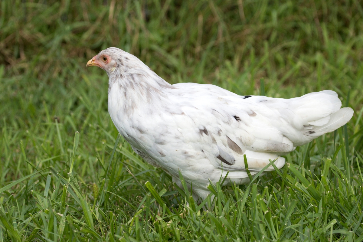 Whiting True Blue Chicken