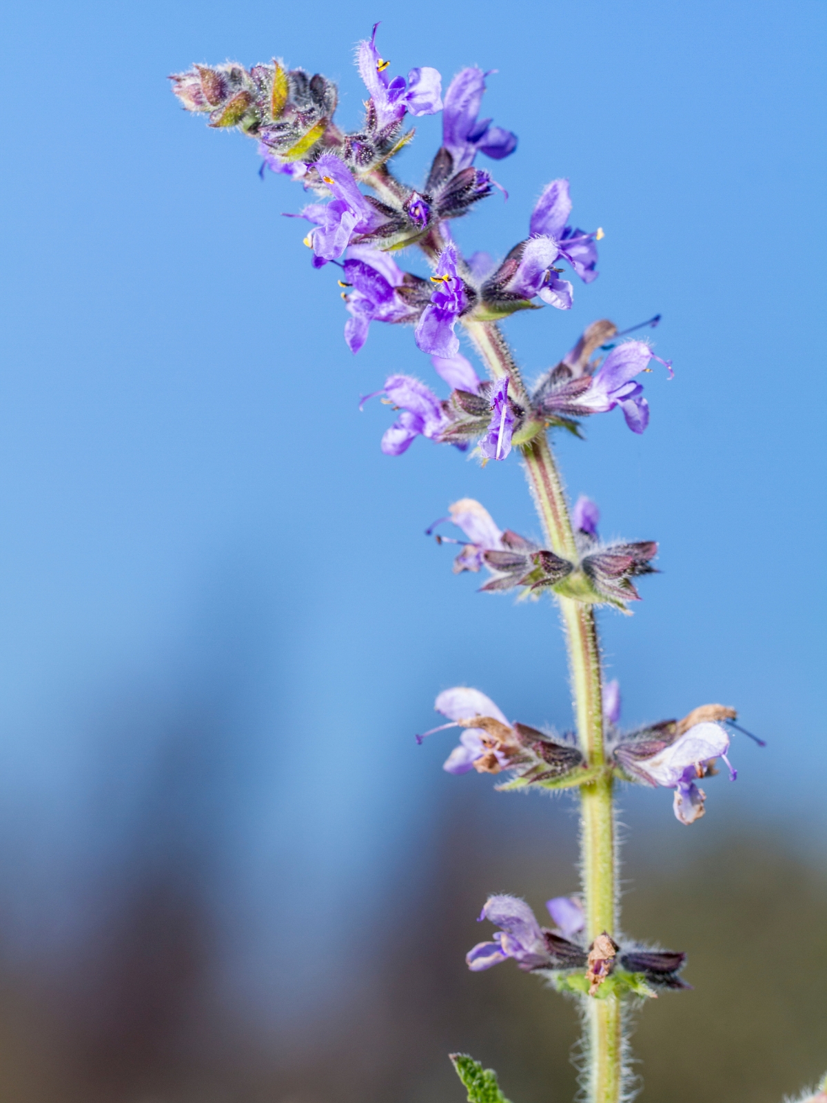 Wild Clary (Salvia verbenaca)