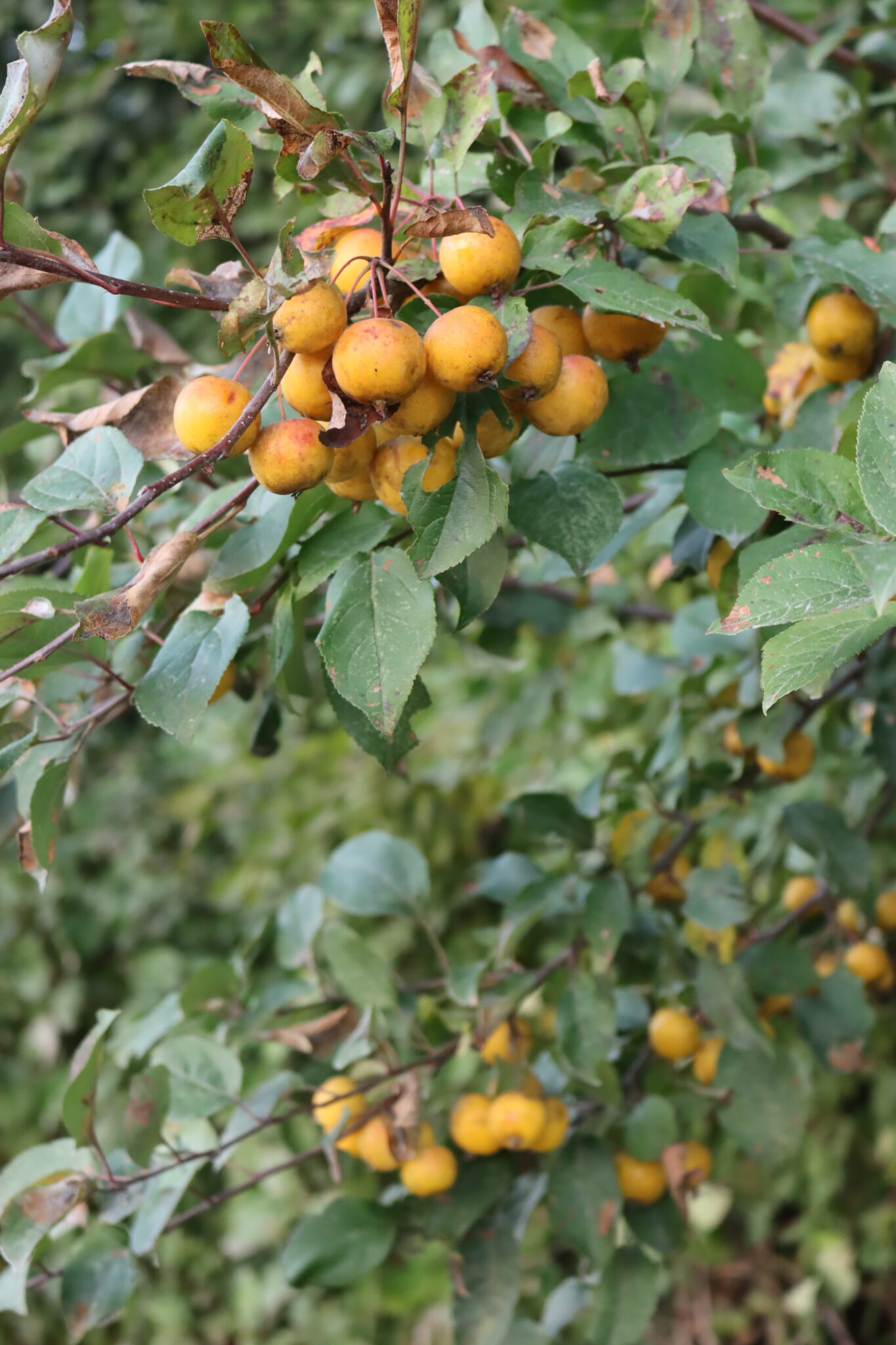 Wild Yellow Crabapples