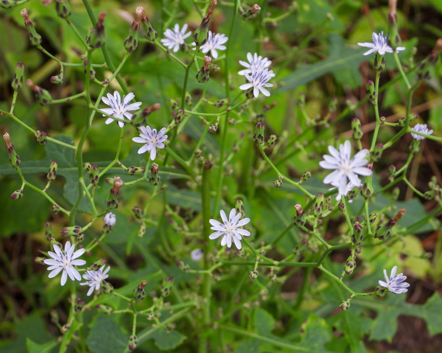 Woodland Lettuce (Lactuca floridana)