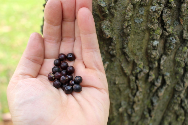 hackberry