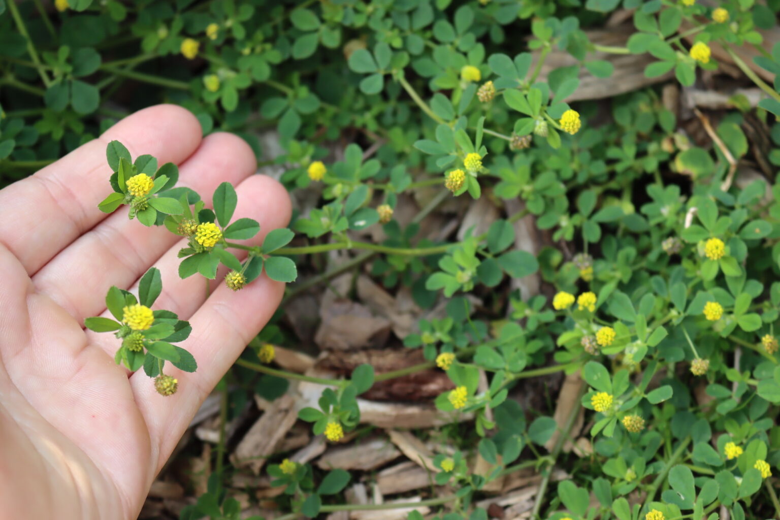 Black Medic Medicago lupulina