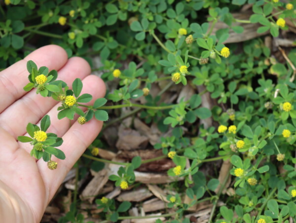 Black Medic Medicago lupulina