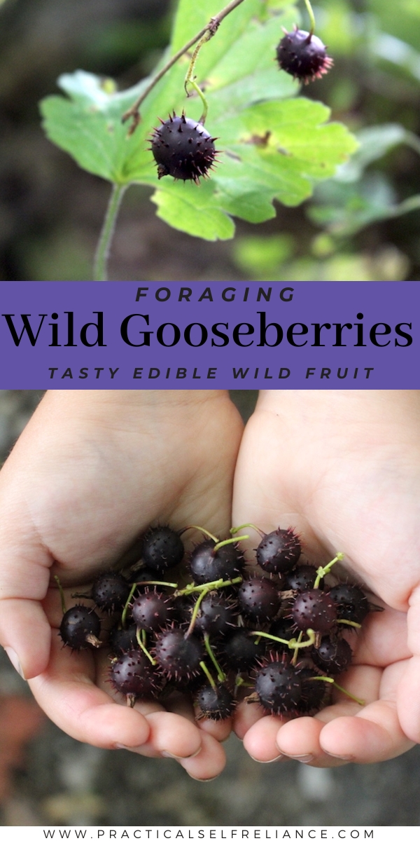 Foraging Edible Wild Gooseberries