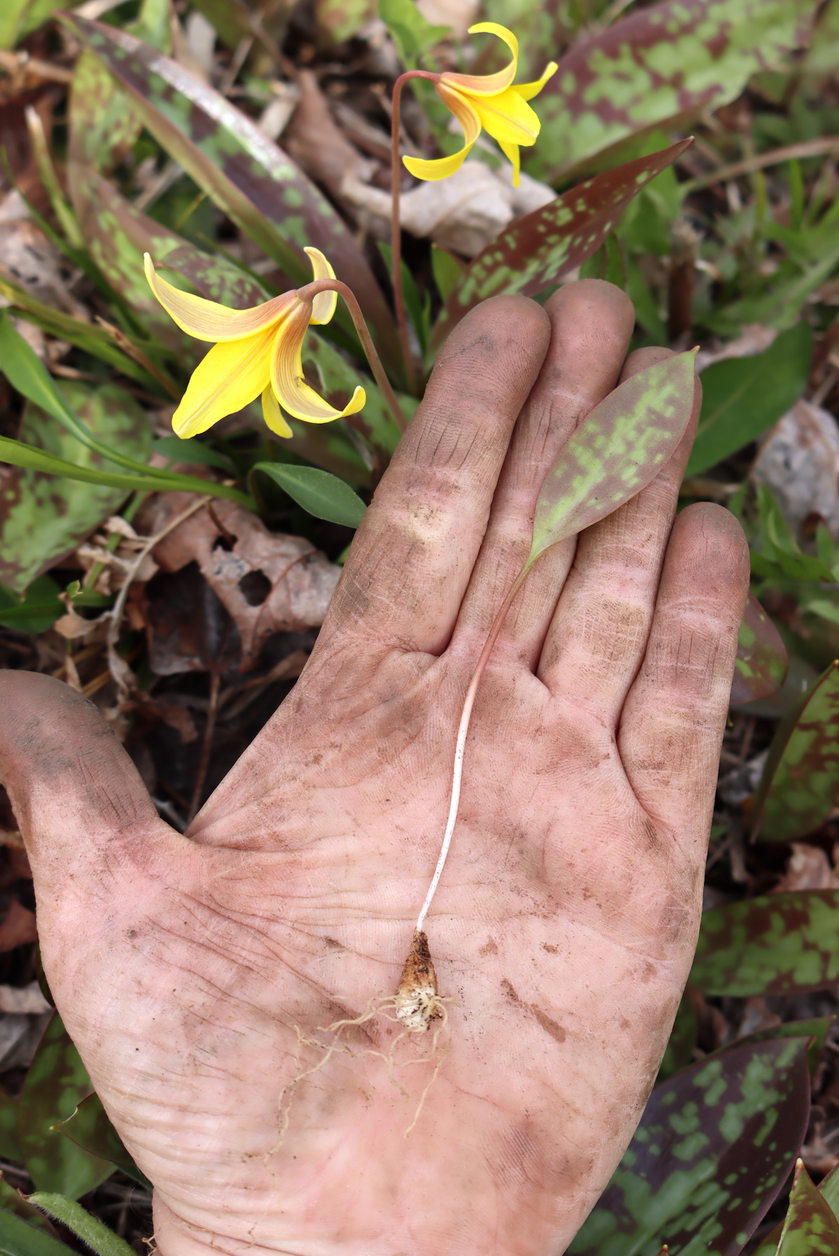 Trout Lily Plant from Corm to Leaf
