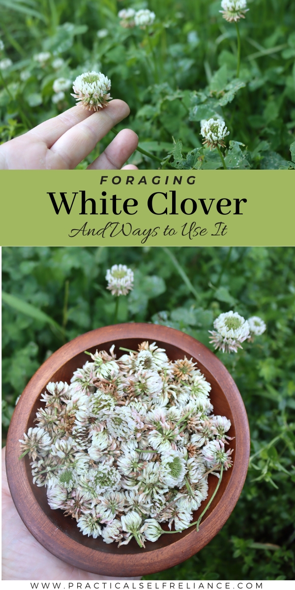 Foraging White Clover