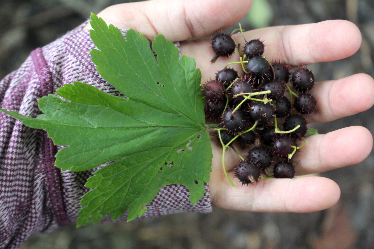Foraging Wild Gooseberries
