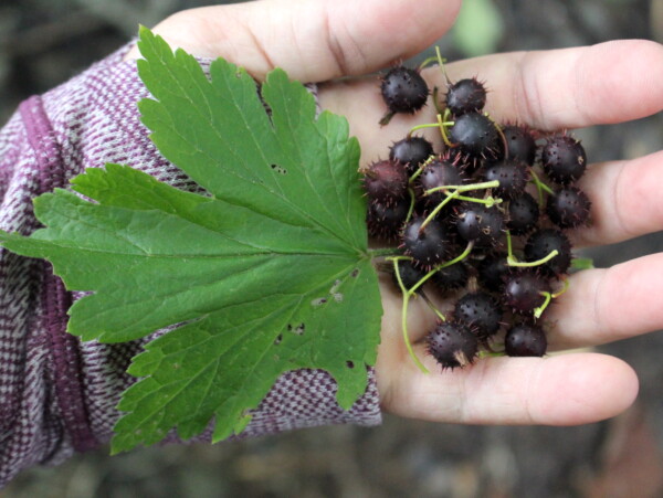 Foraging Wild Gooseberries