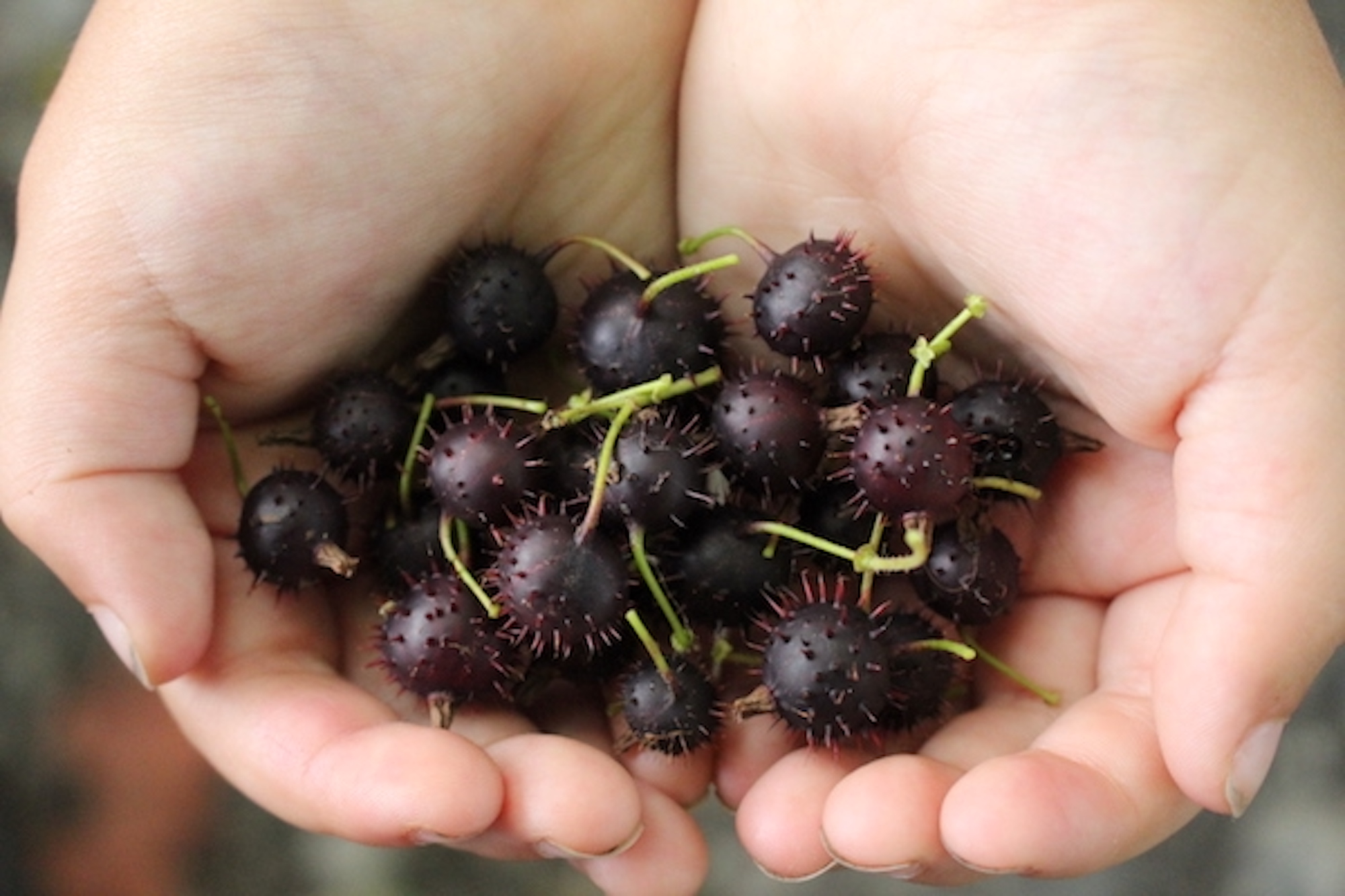 Foraging Wild Gooseberries