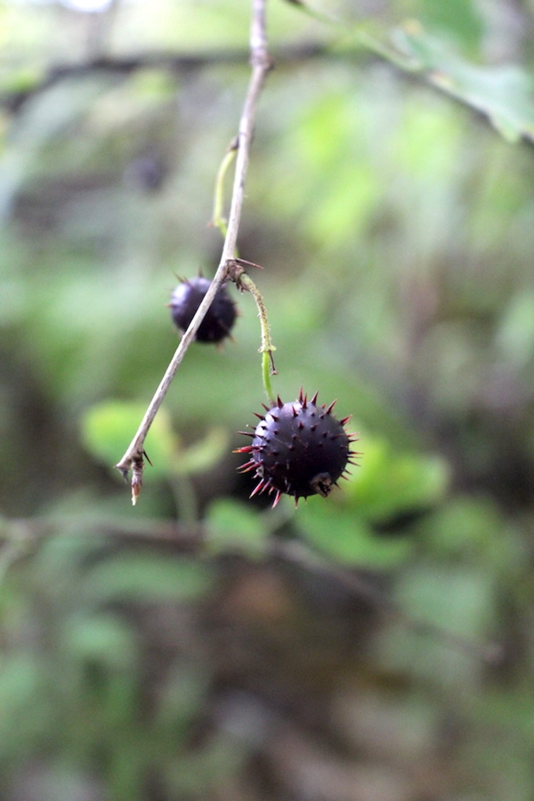 Gooseberry Fruit
