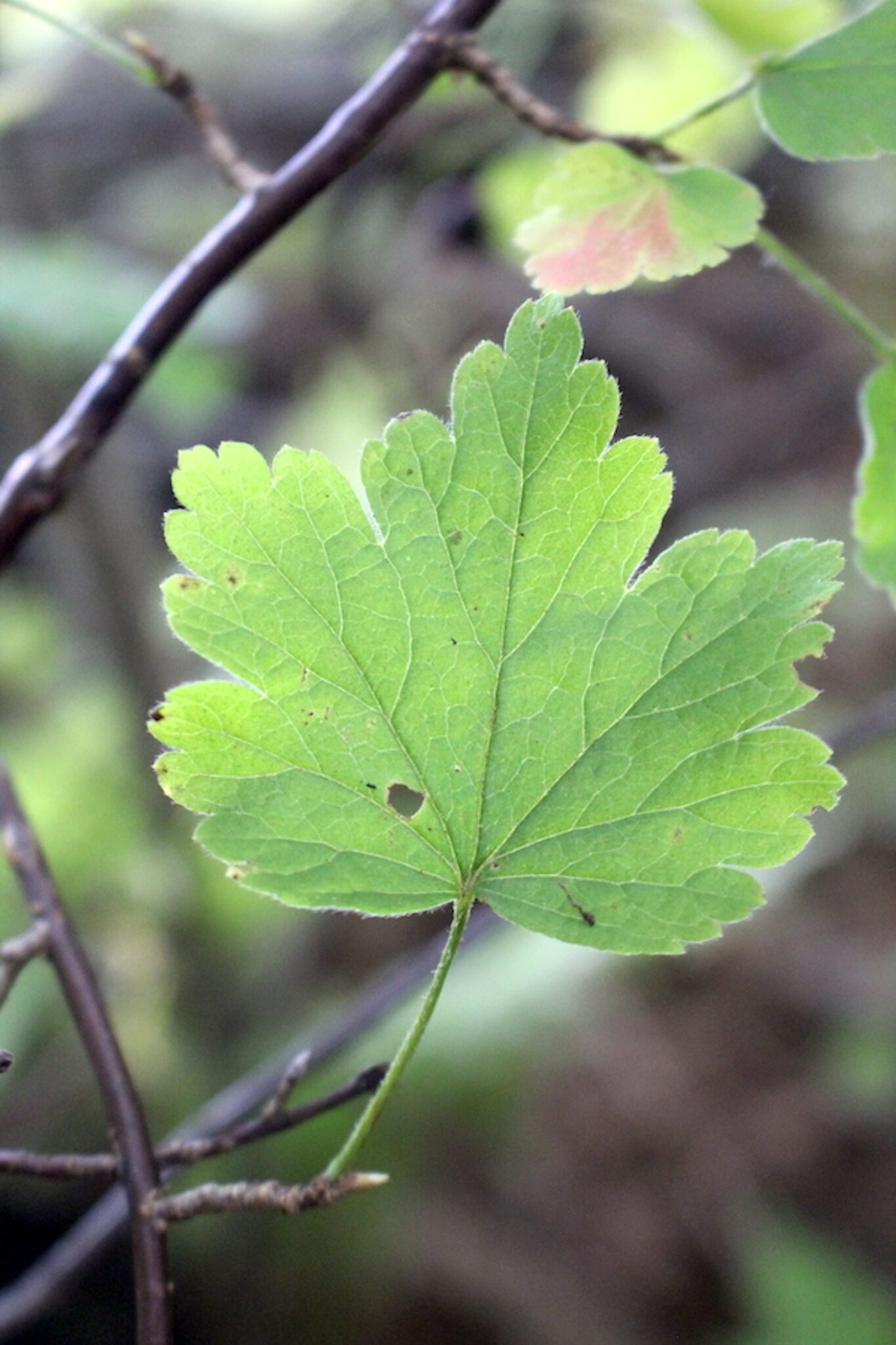 Gooseberry Leaf