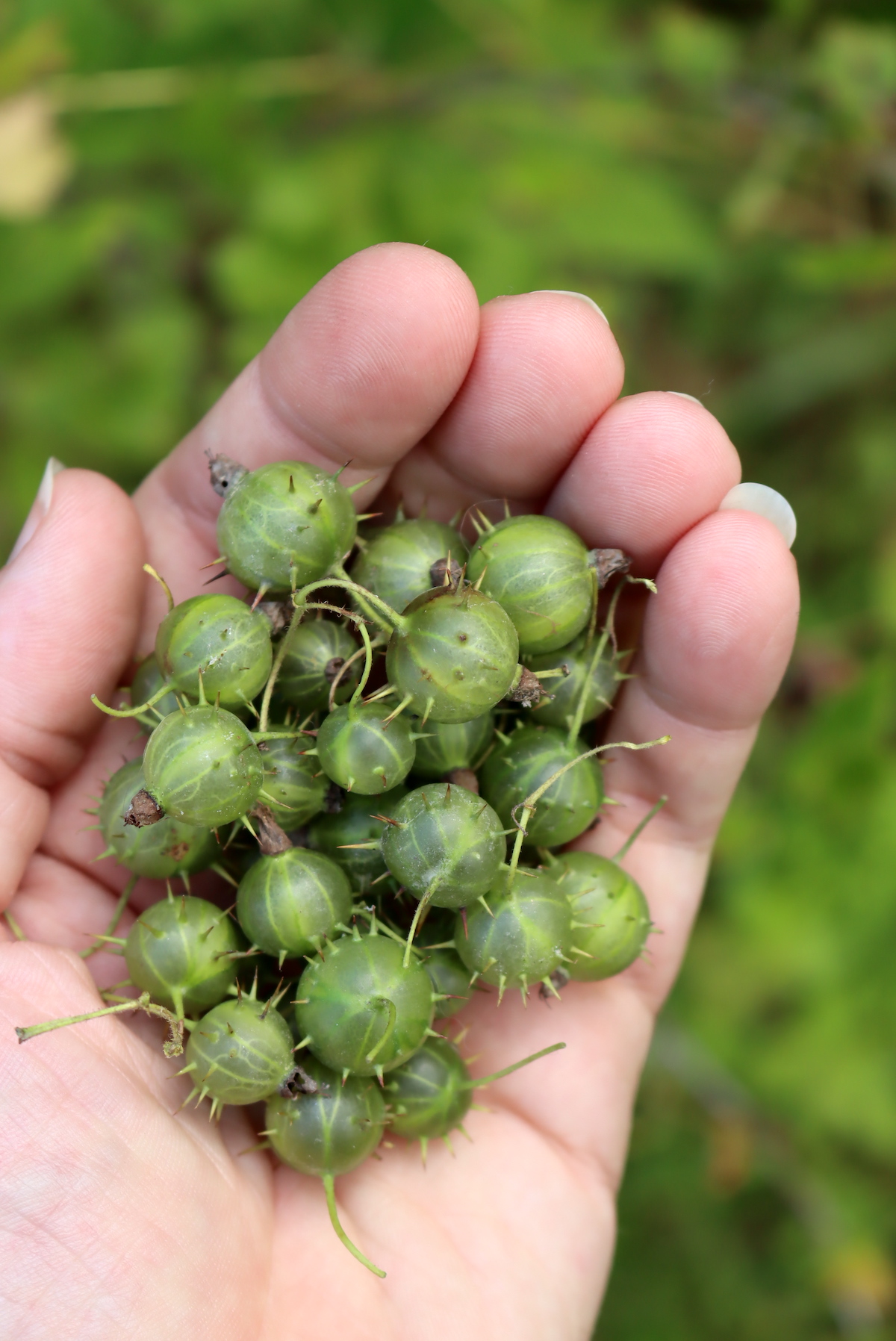 Handful of Wild Gooseberries