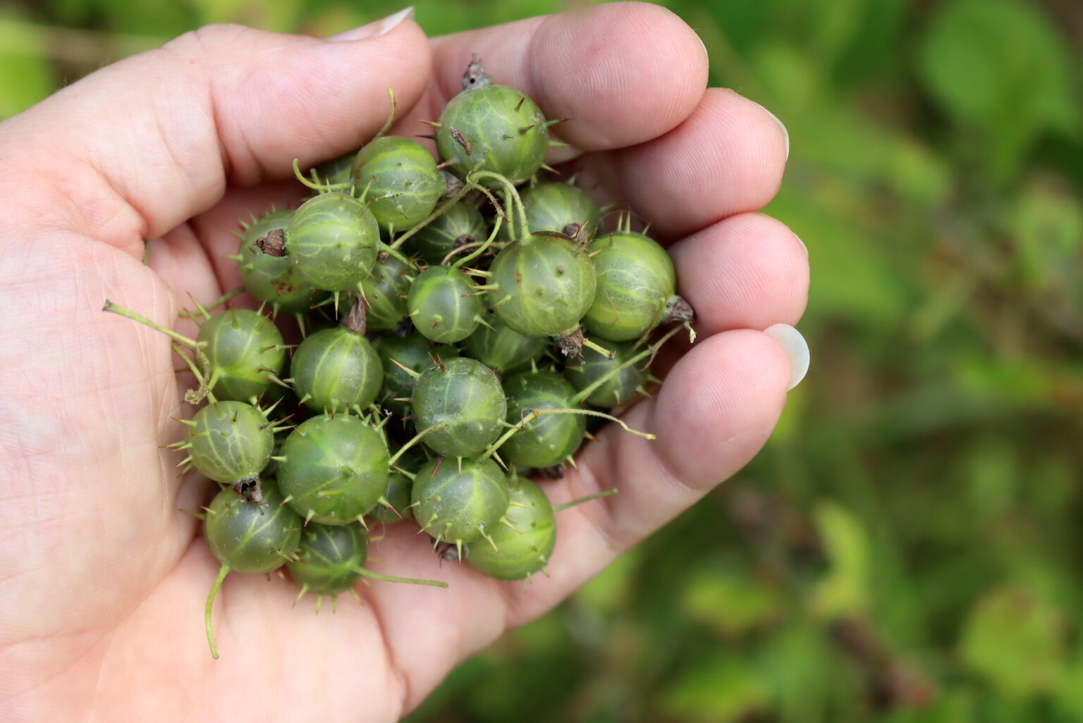 Harvesting Wild Gooseberries when Green