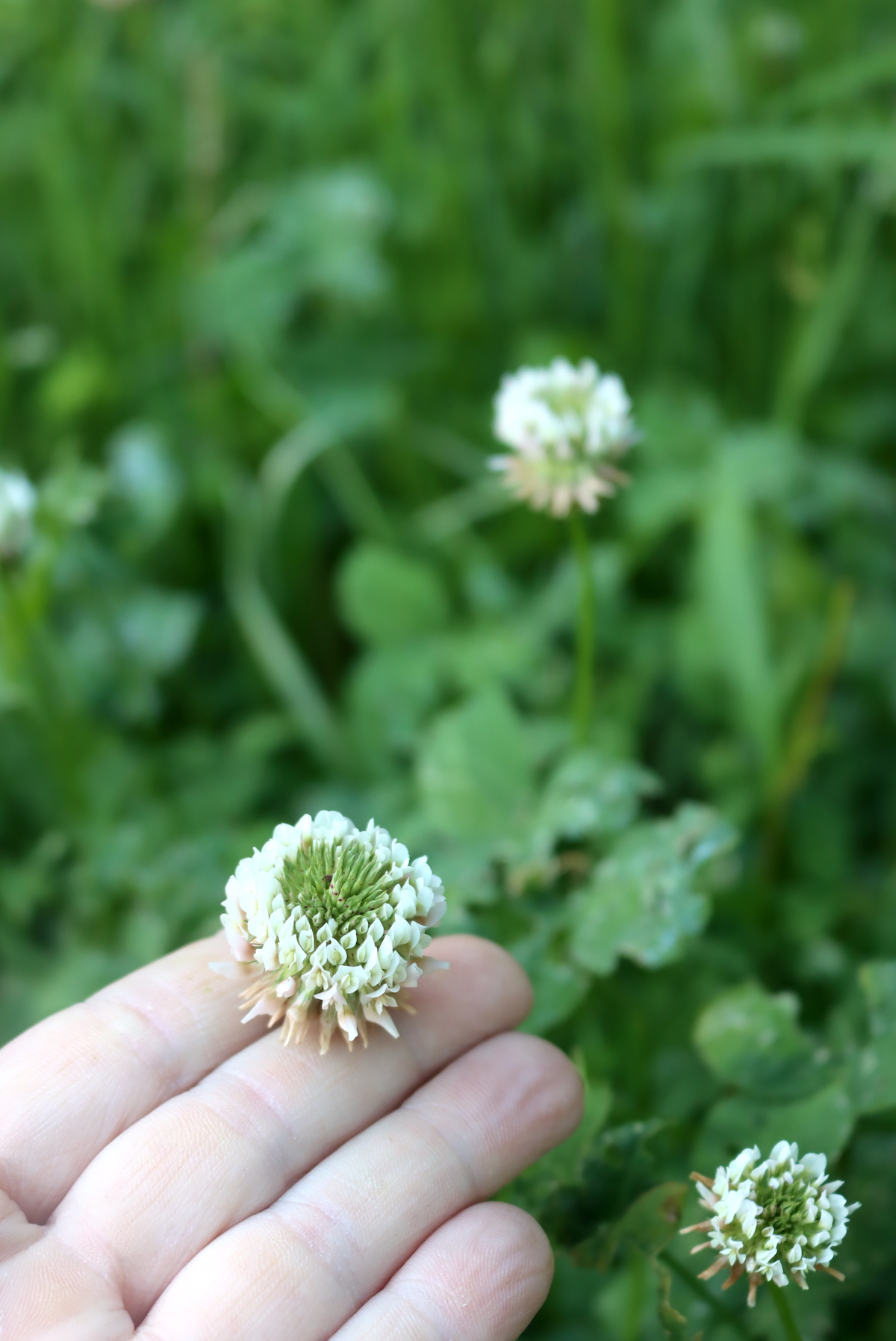 White Clover