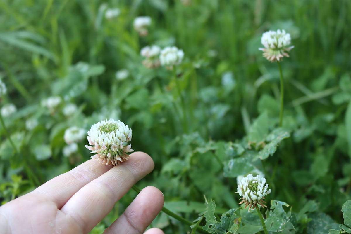 White Clover