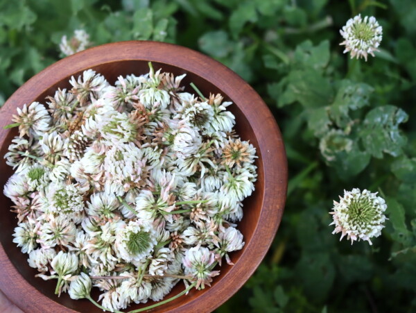 White Clover